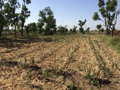 Onion Field